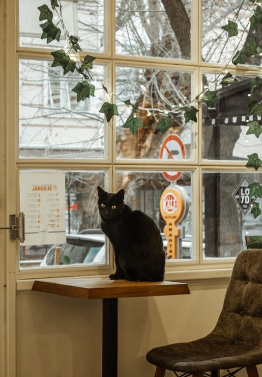 How to Set Up a Cozy and Functional Pet-Friendly Home Corner